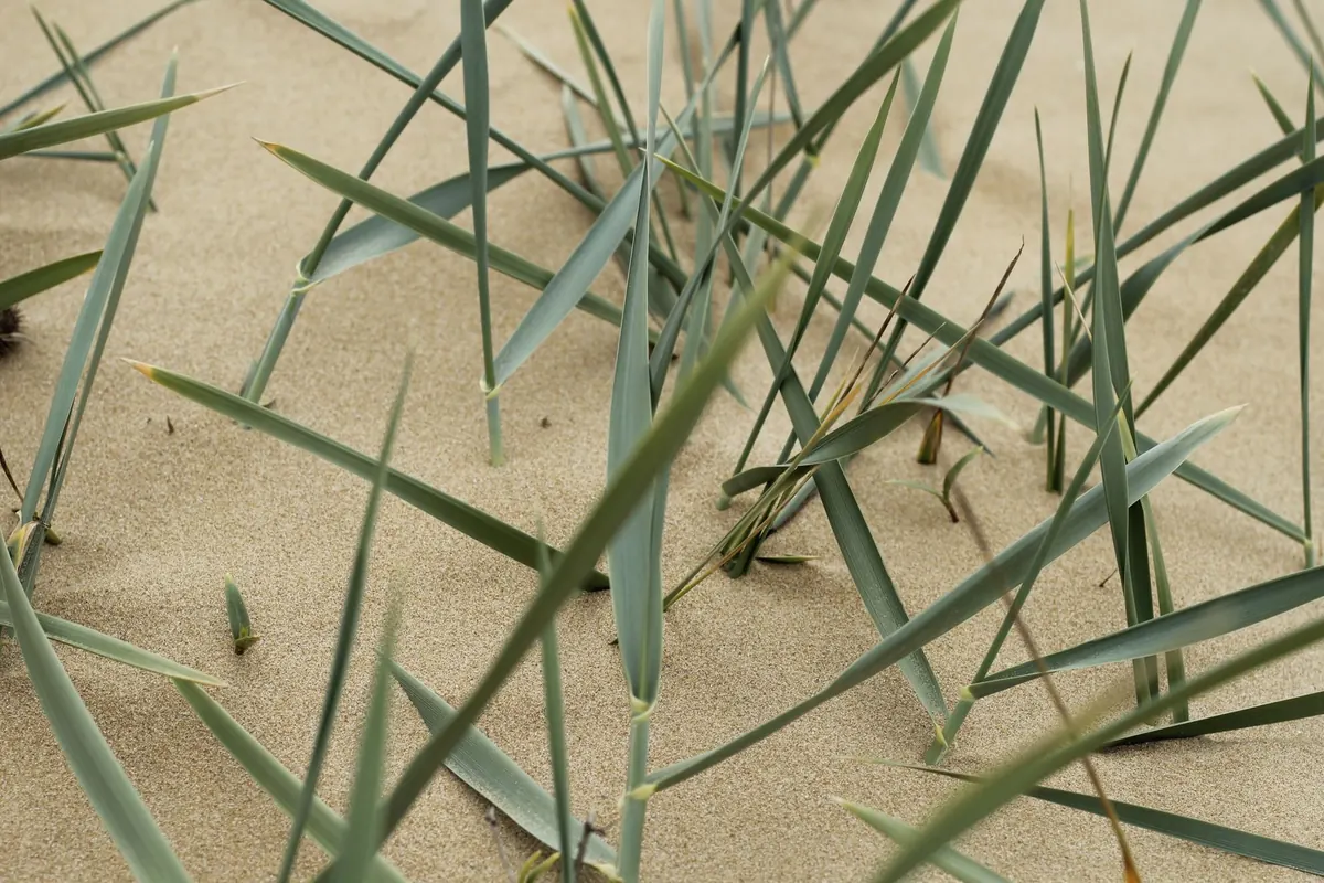 A Beginner's Guide to UK Coastal Dune Conservation