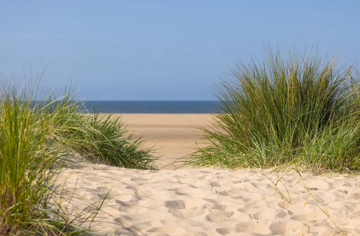 How to Identify Marram Grass and Other Dune-Building Plants